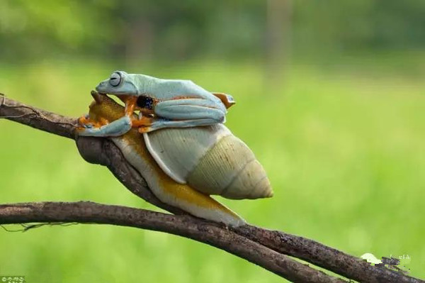 动物界奇闻“青蛙骑蜗牛搭便车”