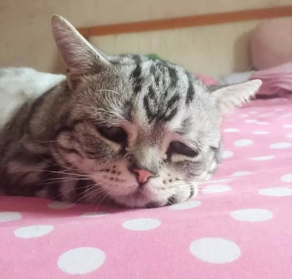 一只委屈猫走红网络 引发了网友的围观和热议