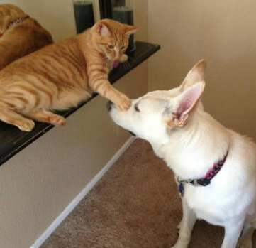 别闹了，睡醒了再和你玩