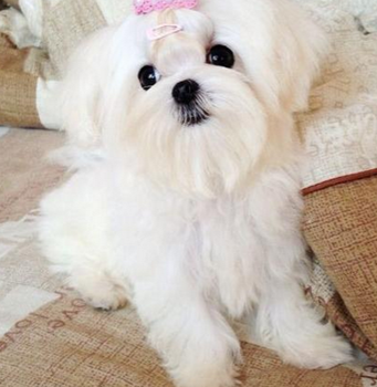 马尔济斯的智商 该犬排名第五十九位