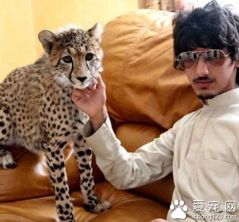外国土豪不一样的炫富 老虎和豹子是宠物