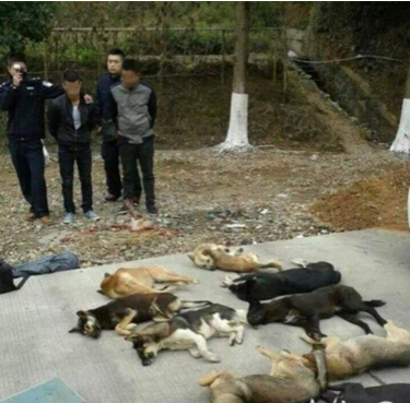 无良小贩公然射杀土狗贩卖有毒狗肉遭到判刑