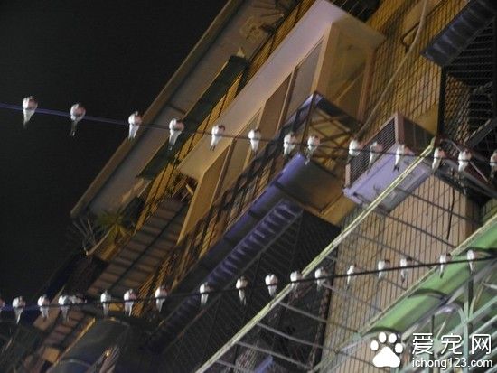 压力山大的电线杆：69只小鸟栖息