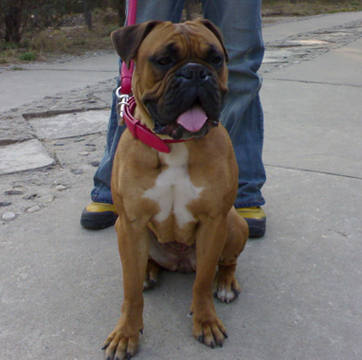 拳师犬好养吗 该犬很适合家庭饲养