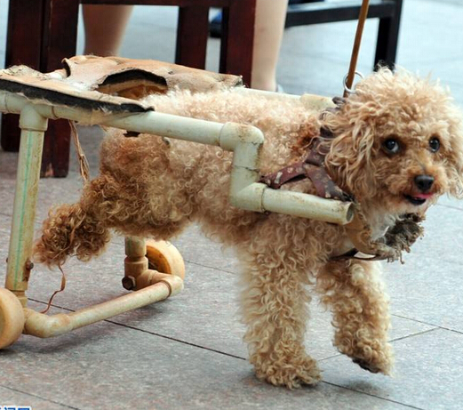 狗主人为爱犬制造轮椅引围观群众一片赞