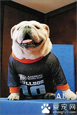 香港名猫“忌廉哥”将荣升日本一猫咪精品店名誉店长