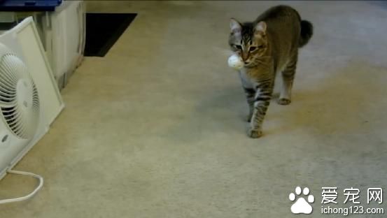 猫主人改装自动喂食器 捉到“猎物”才能吃饭