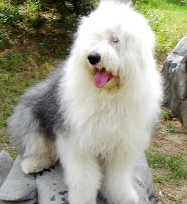 古代牧羊犬的喂食要点 适当补充一定的营养