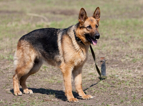 军人心系昔日的搭档军犬 成功收养曾经的战友