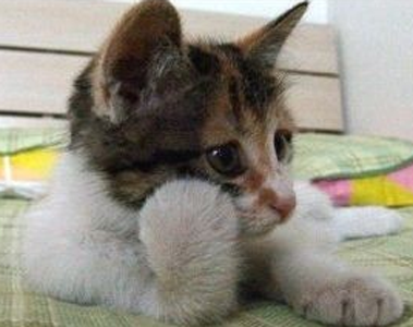 猫咪也想静静了