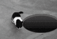 无聊转圈的小狗 