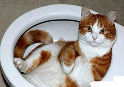 躺在马桶里面的猫猫