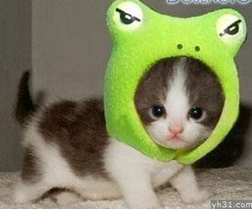 给小猫也戴一顶绿帽子