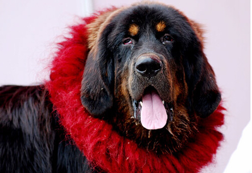 藏獒咬到别人 主人赔偿金额竟然达到六万元