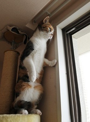 小猫站在高处瞭望窗外
