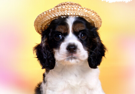 狗狗撒欢破坏绿地 广场提出“宠物禁止入内”