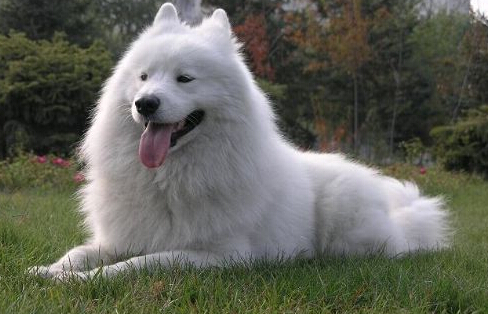 太疯狂！爱狗人士为养狗把儿子寄养到父母家