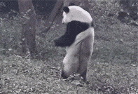 盼盼 钢管舞跳的不错哦 谁教的