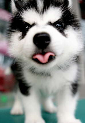 苏牧公园走丢 等了一个月终于等来主人