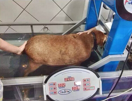 它本可能最幸福的流浪狗 却因爱心差点送命