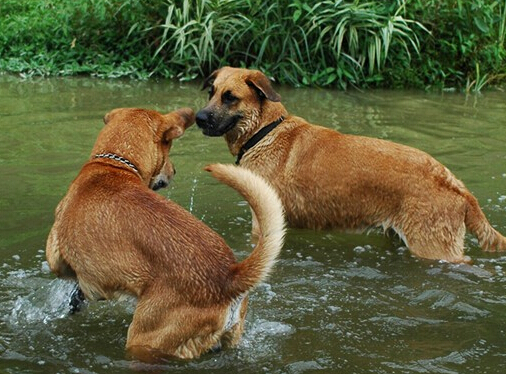 无妄之灾 狗狗打闹不幸绊倒路过的路人