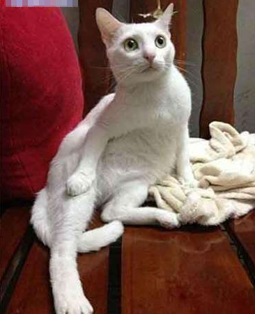 快看我的腿长不长！