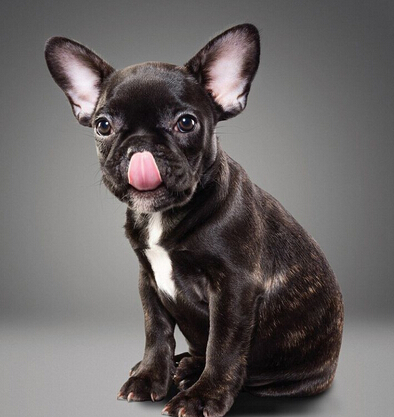 狗狗舔鼻子照片曝光 超可爱萌坏众人