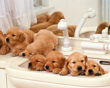 法国惊现洗狗机 吸引了大批的爱狗人士