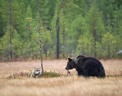 狗狗冲进火场救幼猫 跨物种的无私爱