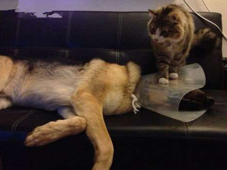 我看你能咬住我