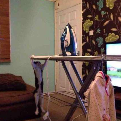 矮油，喵星人这是在练引体向上么？