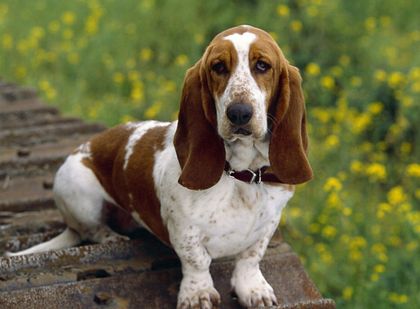 女司机为找丢失狗狗 高速公路逆向行驶