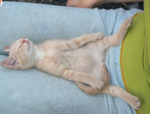 猫与主人相互征服！噢噢耶！