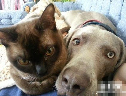 不高兴与没头脑