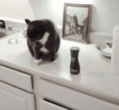 喵星人告诉我 为什么这么坏