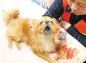 聪明狗狗不仅会唱歌而且还能帮主人看店