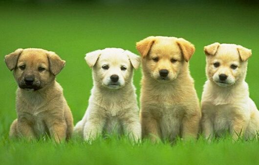 狗狗入住白宫 羡煞一大群的爱狗人士