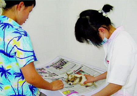 吉娃娃认错主人 现主人登报希望原主人能早日认领