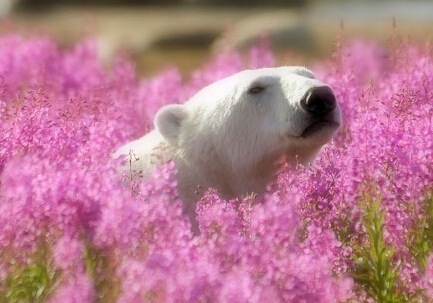 当北极熊遇到夏天 懒散悠闲模样惹人爱