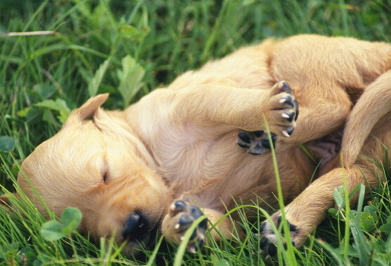 狗狗母爱爆发 从三楼跳下给幼崽喂奶