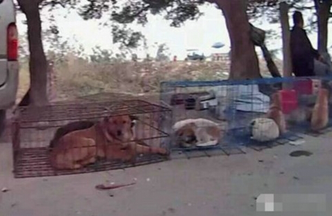 粗心主人狗狗丢路边光洁　好心人雨中撑伞