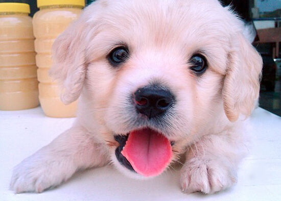 国内惊现狗狗学校 花一万便可让狗狗成才