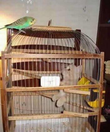 你丫也有今天啊