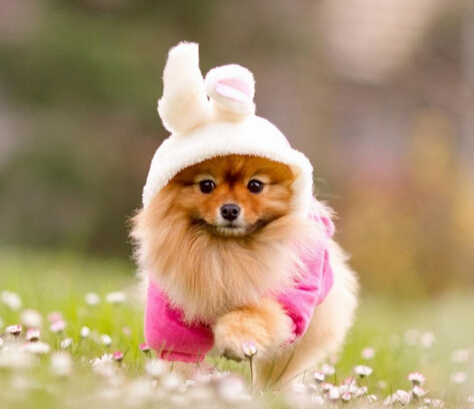 狗狗从车窗跳出 车主立马在高速路停车去寻找