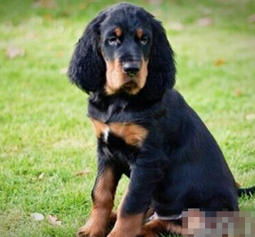 哥顿雪达犬的日常护理 幼犬不能过度疲劳