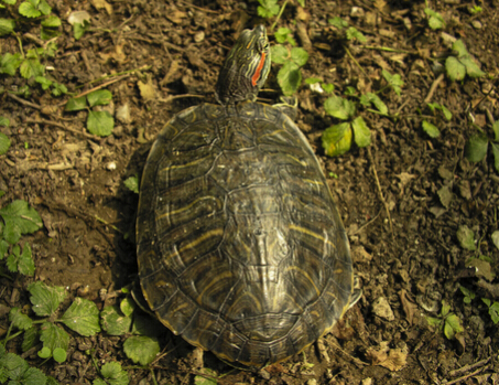 理发老人卖巴西龟“变”野生 称煮一锅汤大补