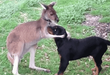 乖哦，以后不要再乱叫啦