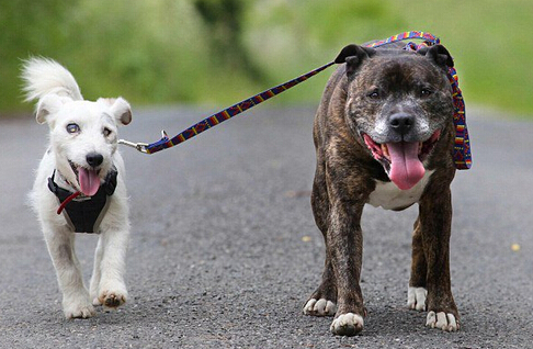 流浪狗照顾失明同伴的故事：你是我的眼