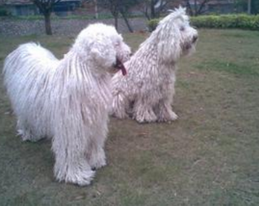 可蒙犬的日常护理 注意常见皮肤病的预防