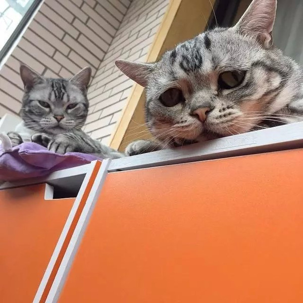 一只委屈猫走红网络 引发了网友的围观和热议